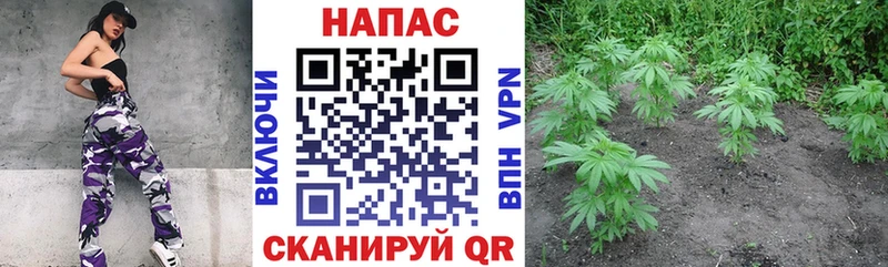 Бошки марихуана Amnesia  как найти закладки  мега   Болохово 